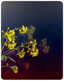 Декоративная нержавеющая сталь Gradient Red Night